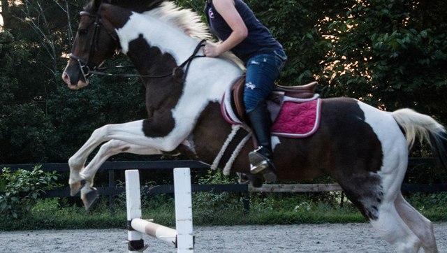 Mila (horse) flies over a 2’6 vertical. 