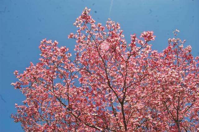 Pink dogwood tree.