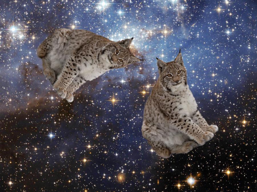 Lynxes are not supposed to be in space. However, these two lynxes have decided to defy conventional laws of nature. 