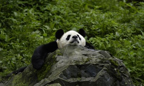 Photo by Bernard De Wetter. The Giant Panda happily hangs out on a rock in its natural habitat in China. China is where Giant Pandas are commonly found.