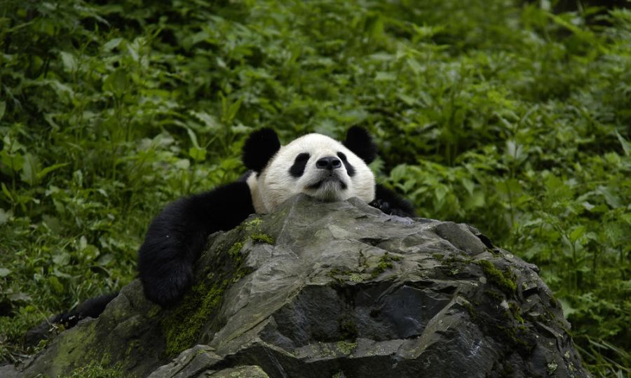 Photo+by+Bernard+De+Wetter.+The+Giant+Panda+happily+hangs+out+on+a+rock+in+its+natural+habitat+in+China.+China+is+where+Giant+Pandas+are+commonly+found.
