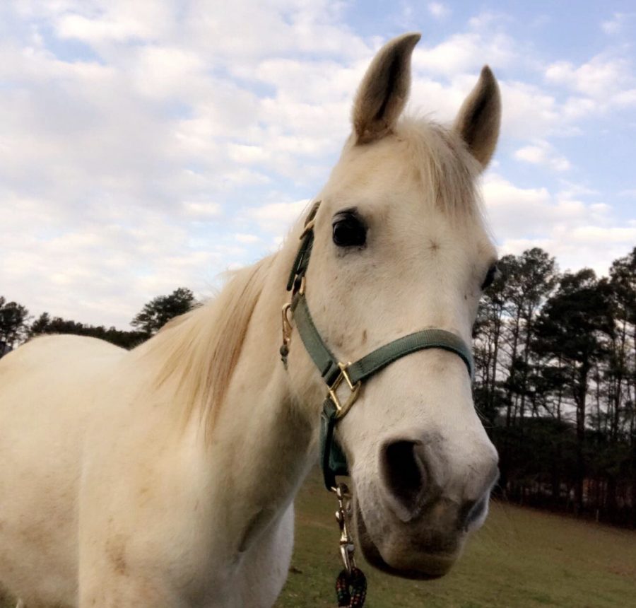 This is Emma; a horse that will be ridden in the North Forsyth High School equestrian club.