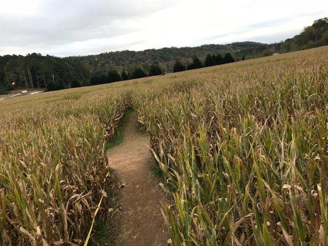 The fall brings various activities with it, one of the most popular being corn mazes.