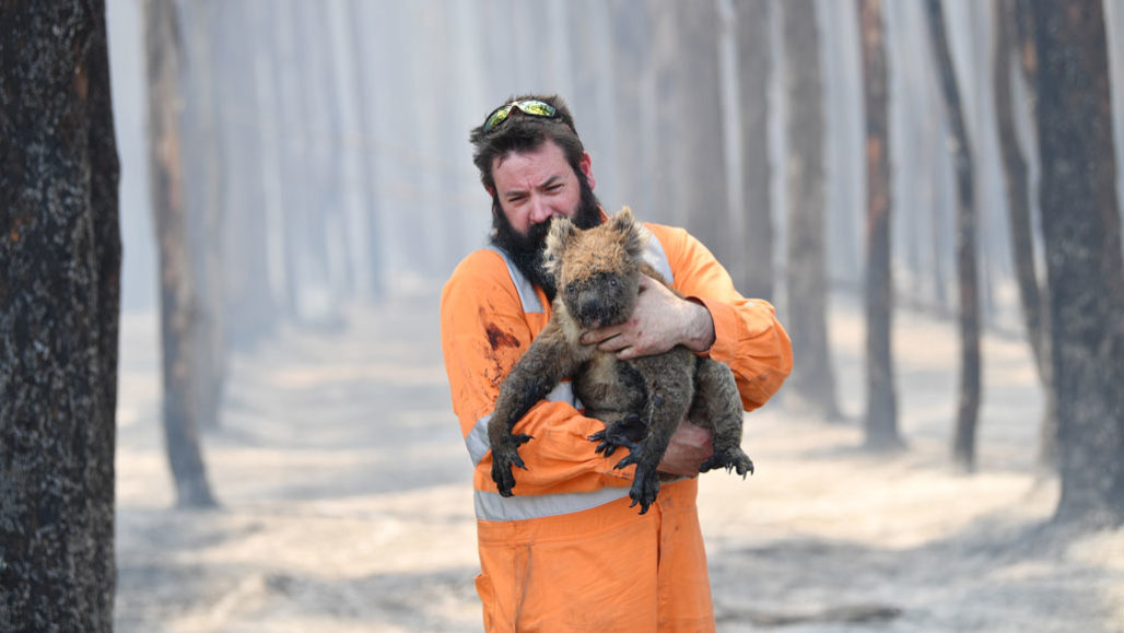 Australias+Deadly+Wildfires+have+Killed+1+Billion+Native+Wildlife+Animals