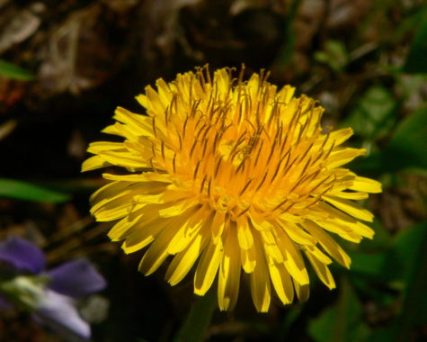 Your wits are as sharp as dandelion… check yourself before you wreck yourself. (Photo from Google)