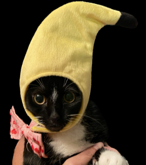 Banana+Cat