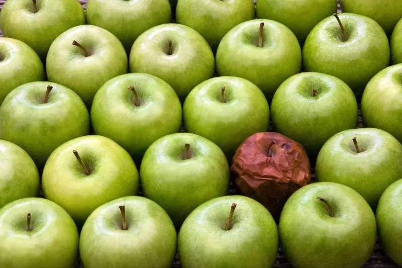 A rotten apple in the midst of good apples. Photo from Exploring Your Mind.