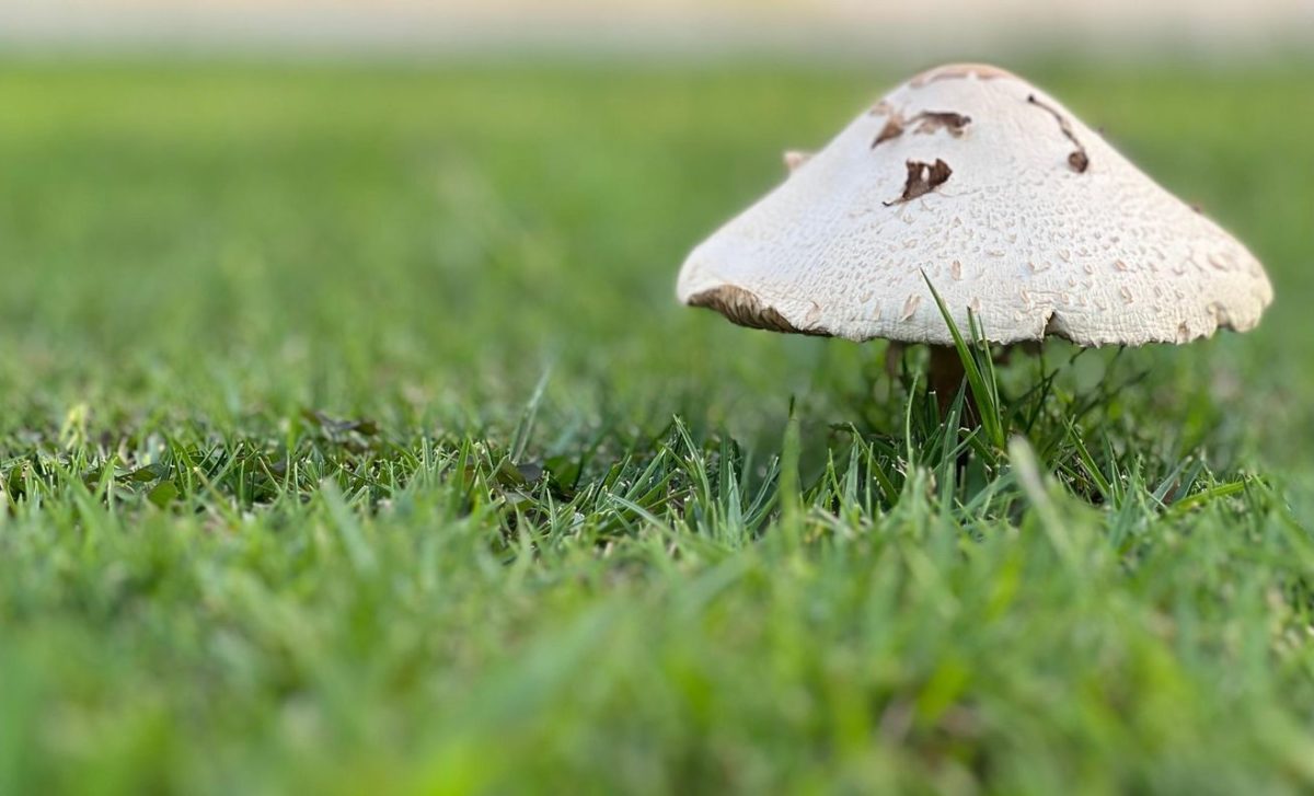 The perfect time for a mushroom to just be a mushroom. 
