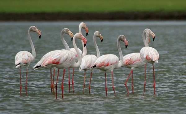Example of the flamingos being discovered along the coast lines, after Hurricane Idalia.
