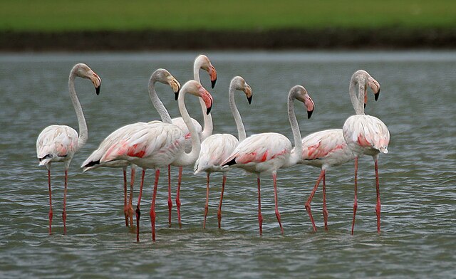 Example+of+the+flamingos+being+discovered+along+the+coast+lines%2C+after+Hurricane+Idalia.%0A