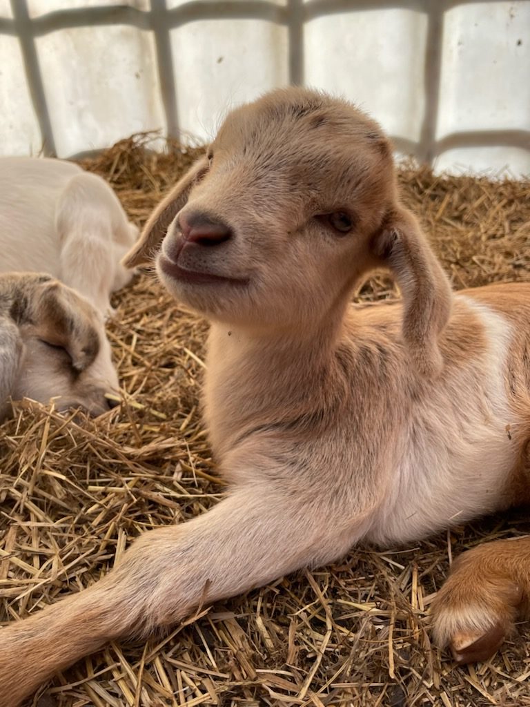 Lovely goat poses for her picture as she amuses the younger generation for a lifetime 
