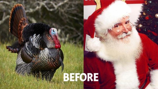 Turkeys before Santa.