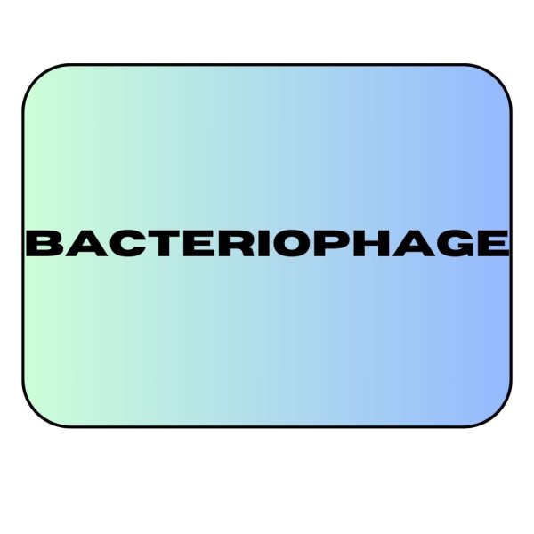 A bacterial phage considered an alternative to antibiotic treatments.