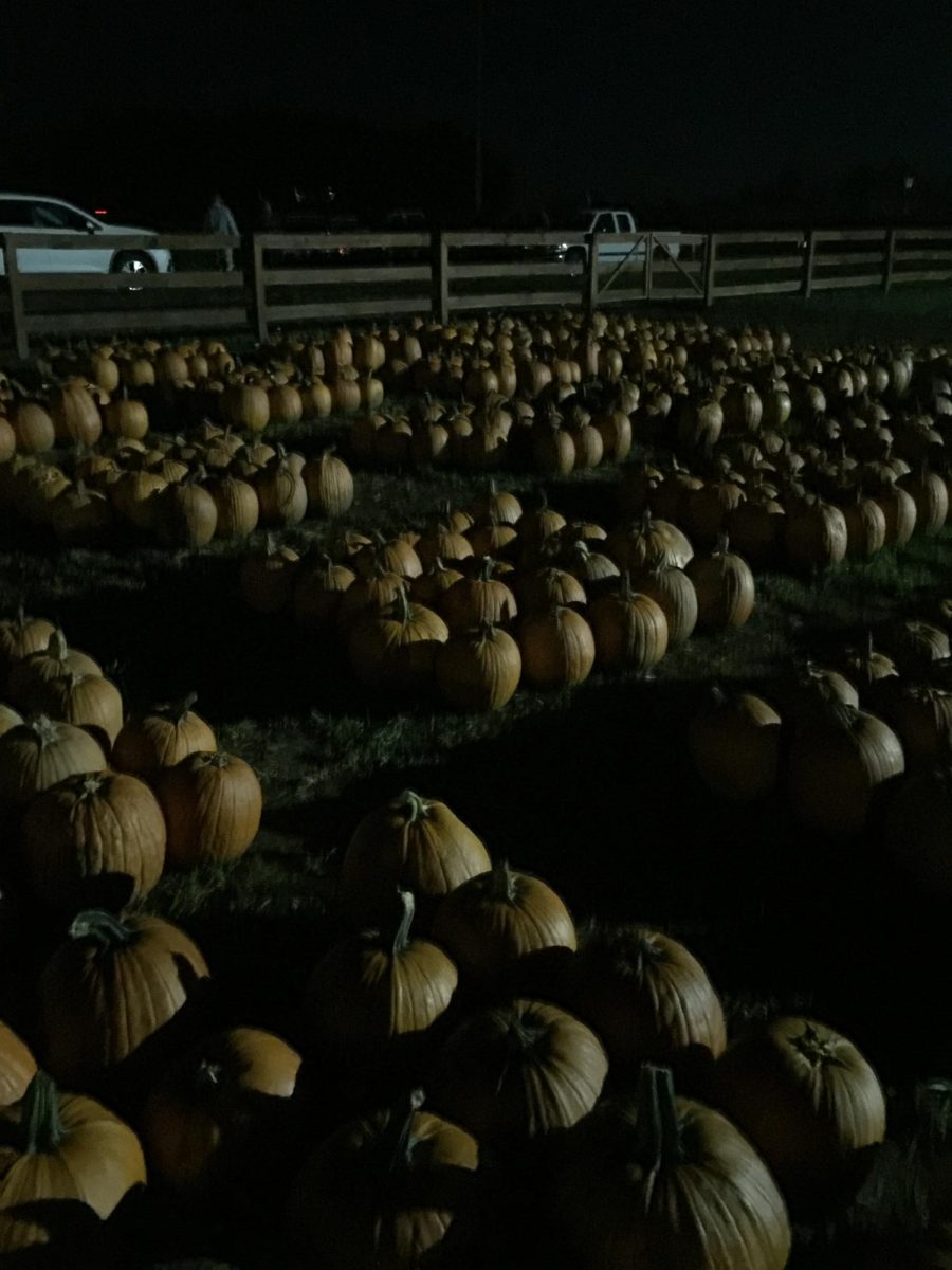 Pumpkin patch at night at Uncle Shucks’.