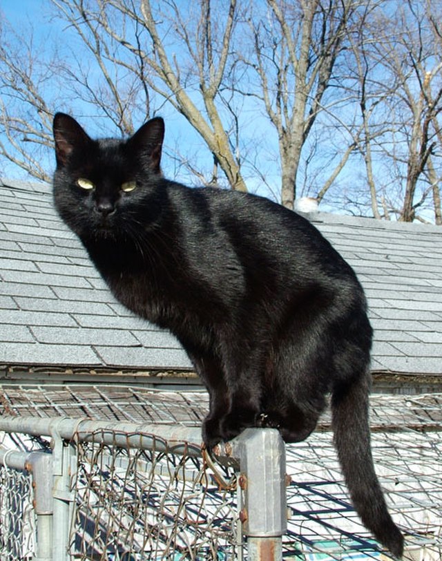 A Green Eyed Black Cat