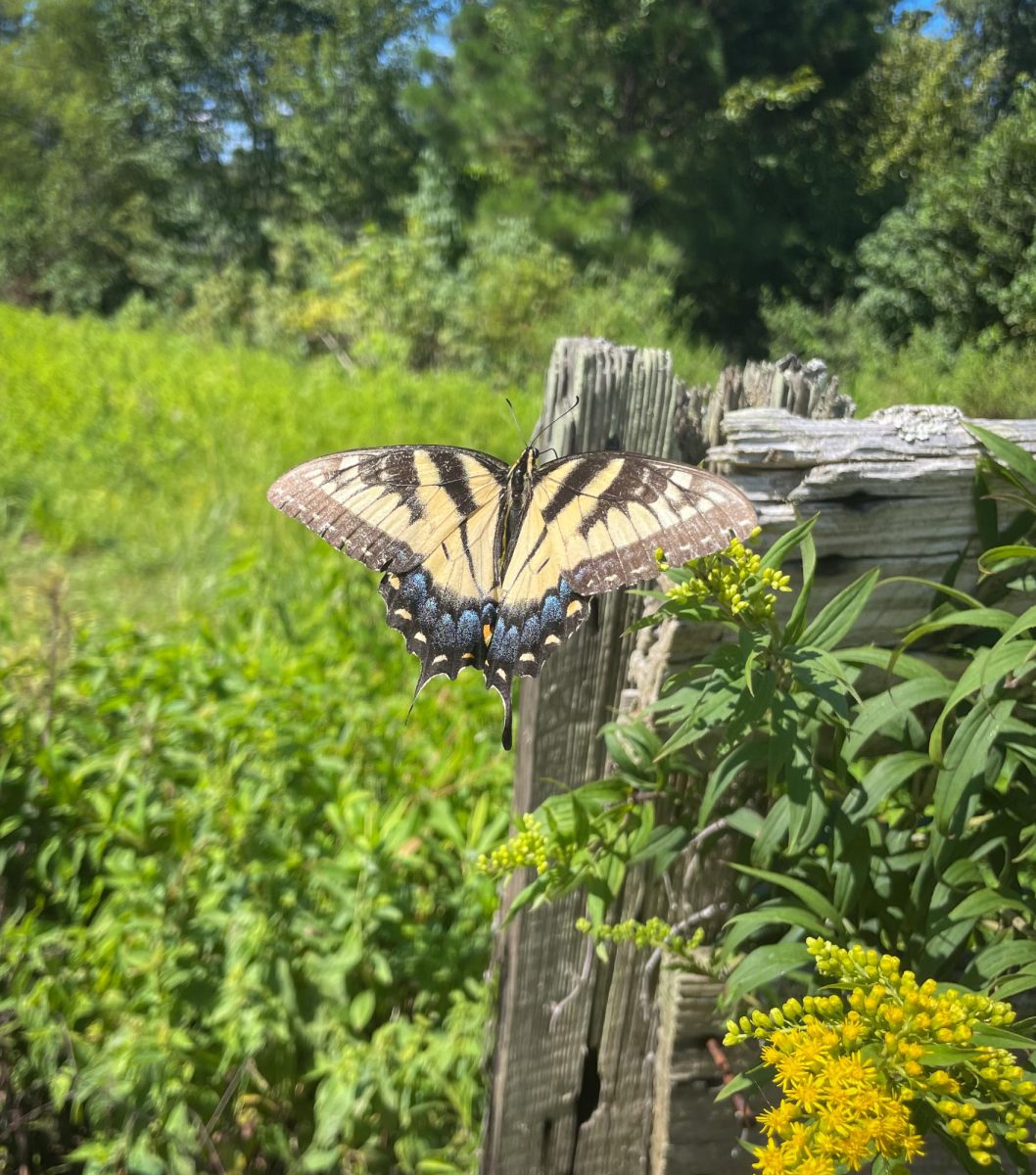 Delicate flight.