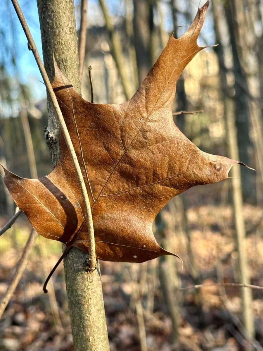 The leaf that reminded me of her eyes.