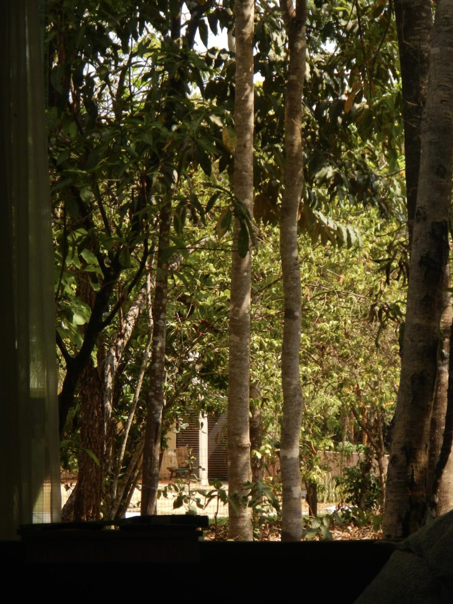 Watching trees from a far
