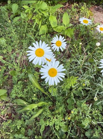 Natural white oxeye daisies
