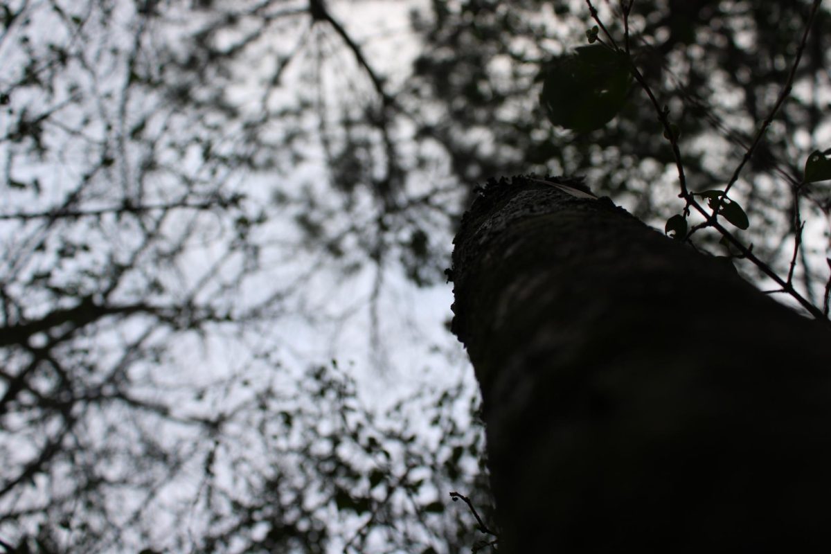 A view of trees from looking up