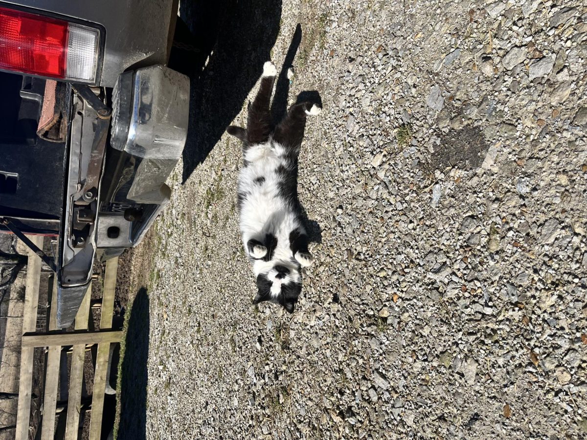 A black and white cat got a little too curious
