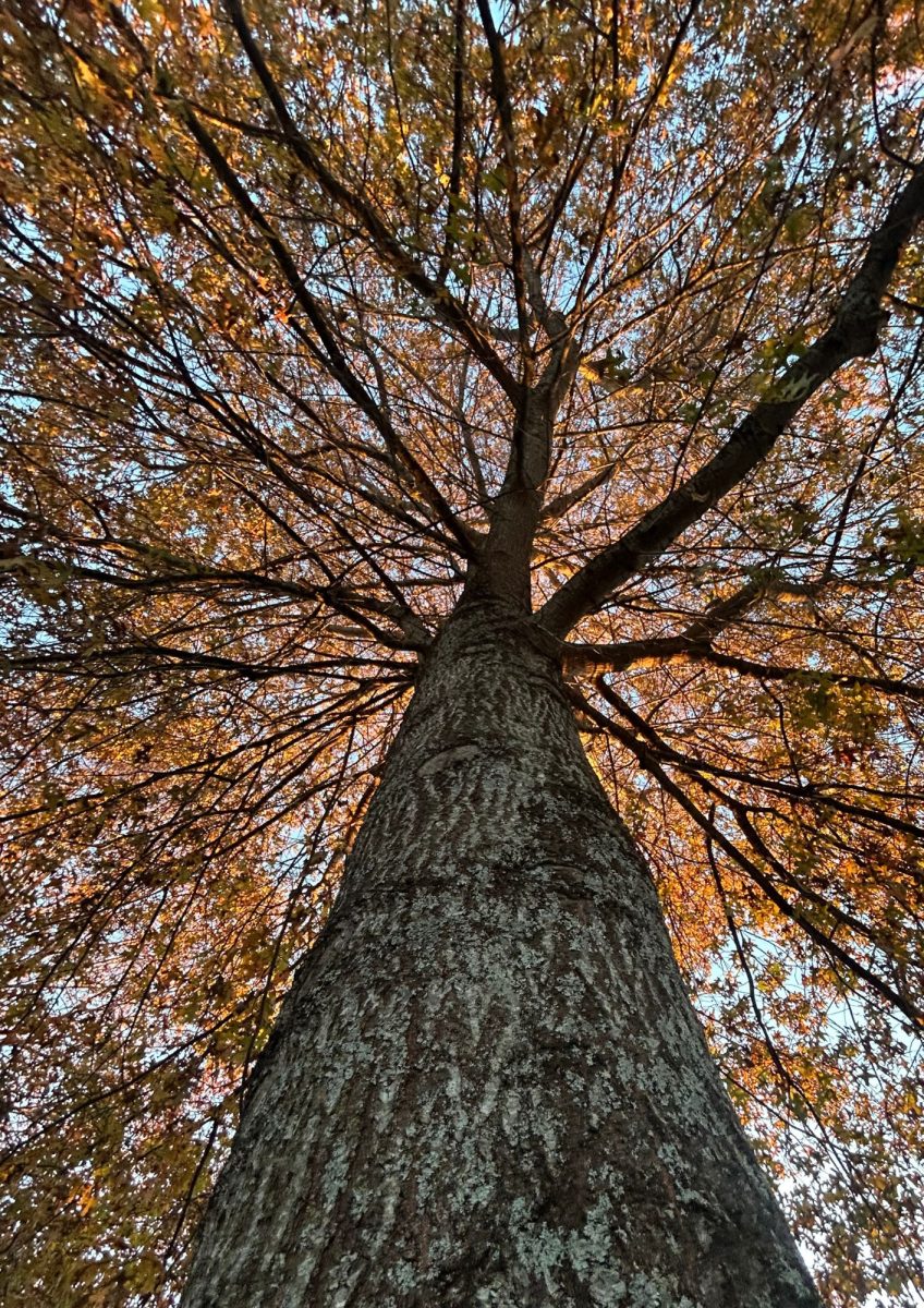 A tree in the fall