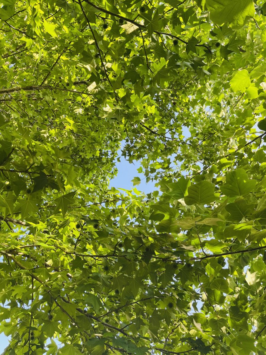 You gaze up from the roots of an ebony tree
